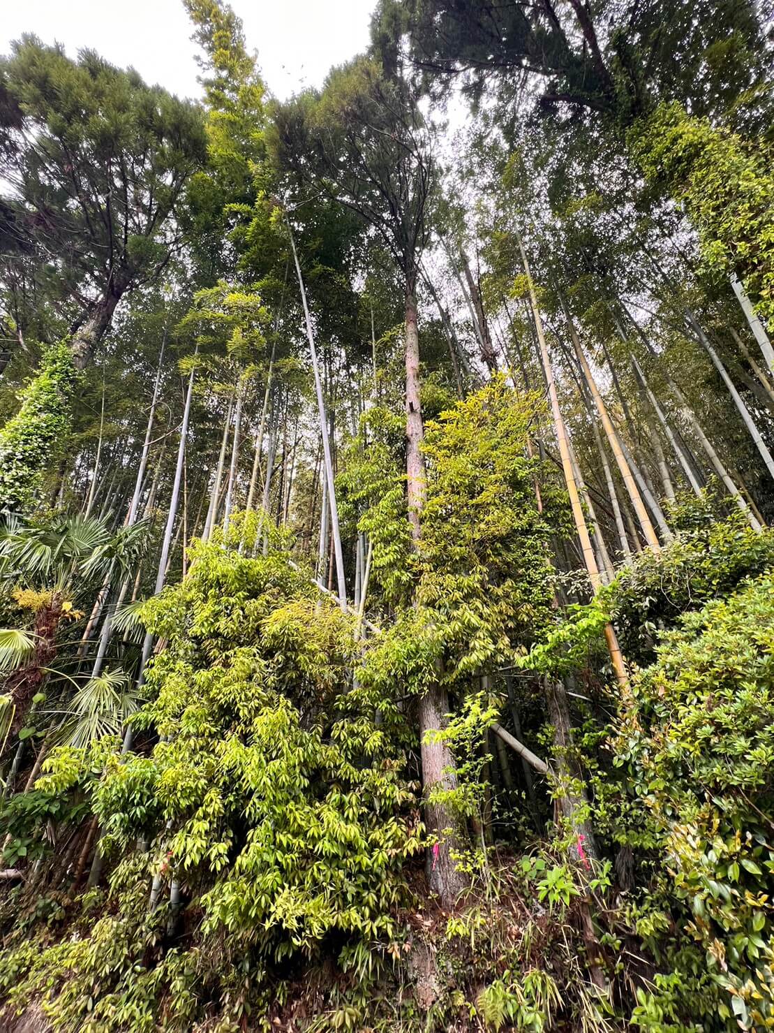 わかりにくい写真ですが写真中央に今回伐採するスギが二本あります